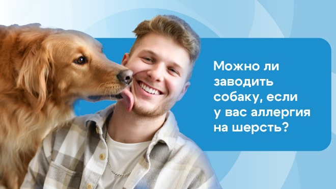 Какую собаку завести аллергикам: список гипоаллергенных пород