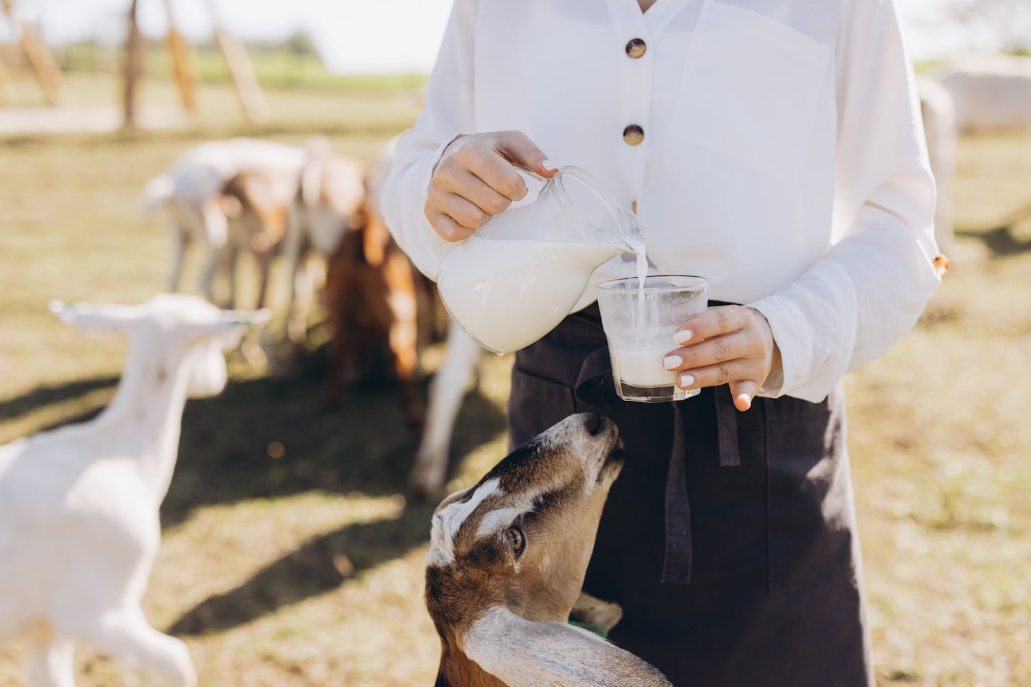 Козье молоко и гастрит