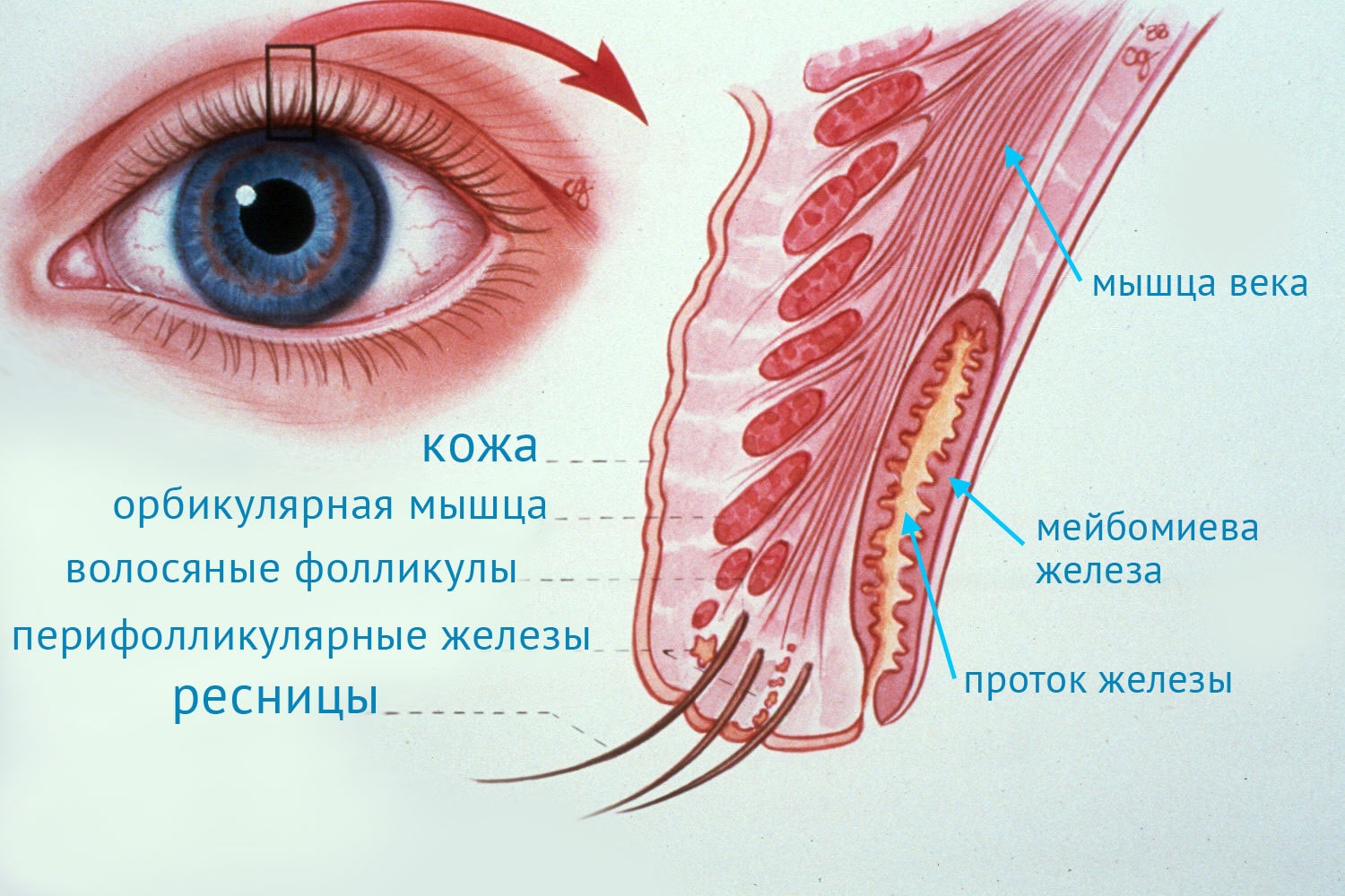 Нижний край века. Мейбомиева железа железа века. Строение мейбомиевой железы. Строение век- мейбомиевы железы. Мейбомит конъюнктивы Нижнего века.