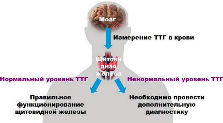 Уровень гормона ТТГ у мужчин и женщин: нормы