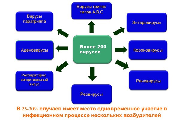 Возбудители гриппа и ОРВИ