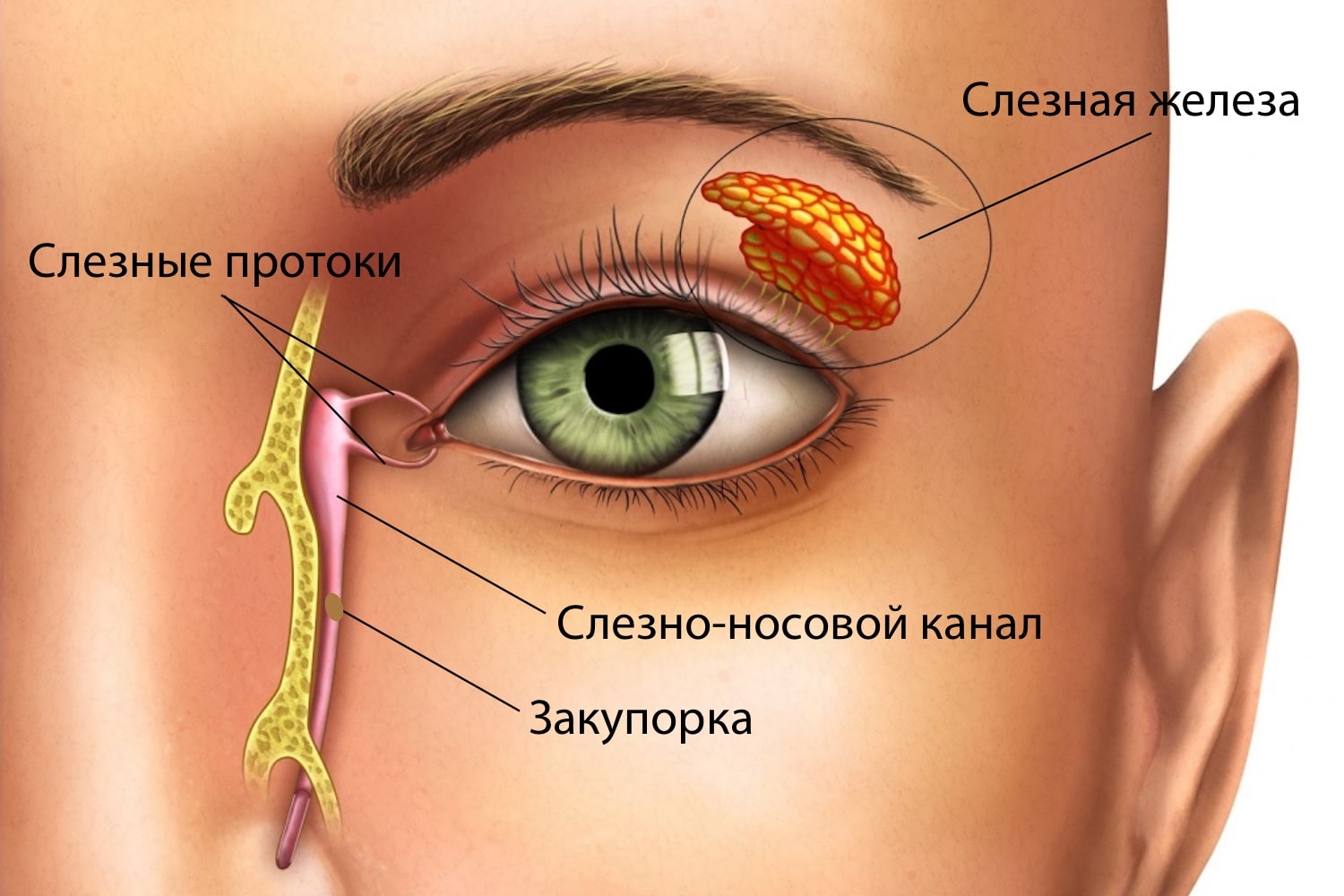 Цветная слезно-носовая проба