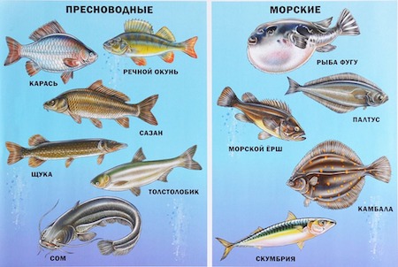 Изображение рыбы для детей