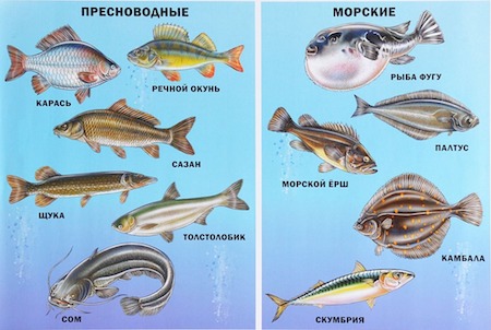 s-kakogo-vozrasta-i-kakuyu-rybu-mozhno-detyam-02.jpg